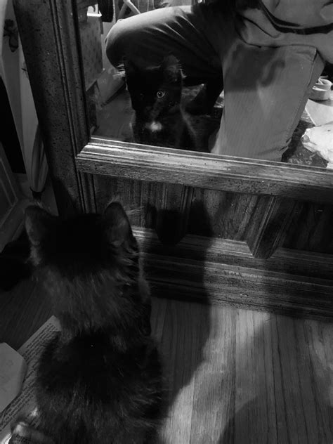 The moment he realized he was handsome : r/cats