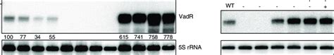 The Vadr Srna Alters V Cholerae Cell Shape And Is Activated By Vxrb A