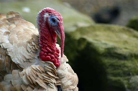 turkeys facts