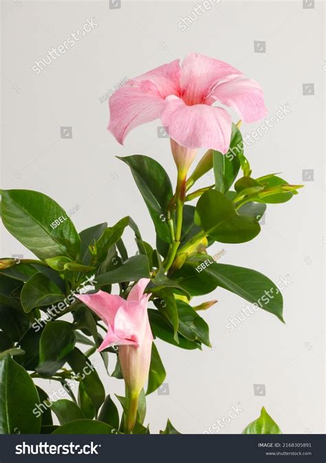 Mandevilla Dipladenia Images Stock Photos Vectors Shutterstock