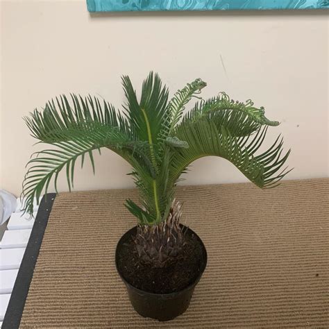 Anchan | A plant by @Leafleaf on Greg