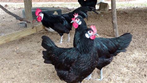Куры Минорки - декоративные и продуктивные | Australorp chicken ...