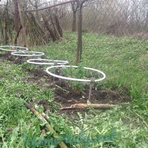 5 кустодержателей для смородины своими руками из пластиковых труб: как ...