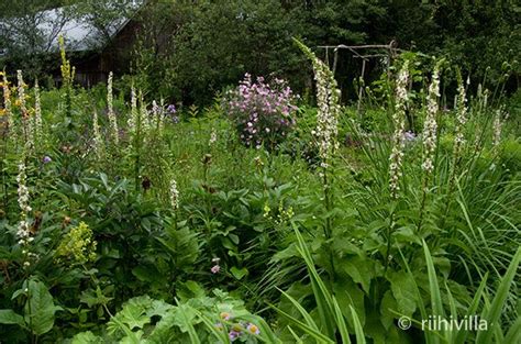 Verbascums Mullein As Dyeplants On The Tulikukat Värikasveina Blog