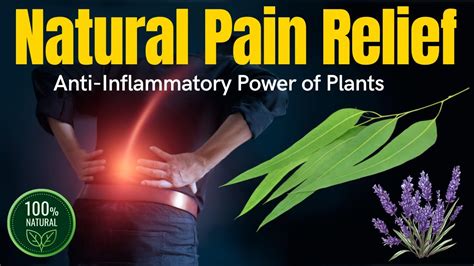 Natural Pain Relief Discover The Anti Inflammatory Power Of Plants