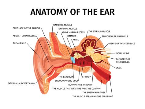 Anatomy Of Ear Composition 10317109 Vector Art at Vecteezy