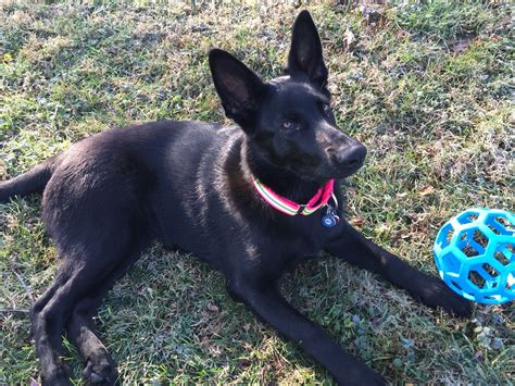 Black Female German Shepherd Puppies