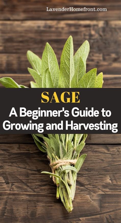 How To Grow And Harvest Sage The Lavender Homefront Harvesting