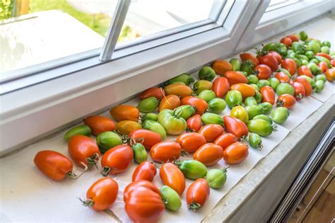 Easy Ways To Ripen Green Tomatoes Indoors Ripen Green Tomatoes