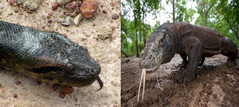 Wild Animals: Komodo dragon vs Anaconda fight