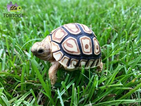 Babyleopardtortoise Tortoise For Sale Baby Tortoise For Sale Buy