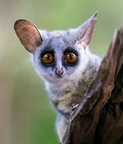 bushbaby sounds calls wild ambience nature sounds