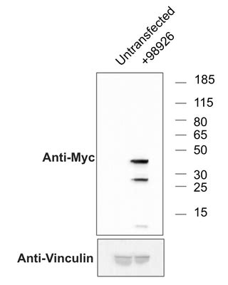 Addgene Antibody Anti C Myc E Chimeric