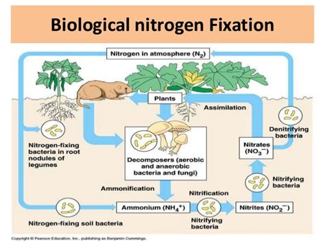 Nitrogen fixation, its types and mechanism - Online Science Notes