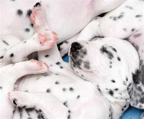 Факти за далматинеца