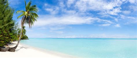 Amazon Blooming Jelly Womens Piece Swimsuits Triangle Halter Thong Bikini Set Butterfly