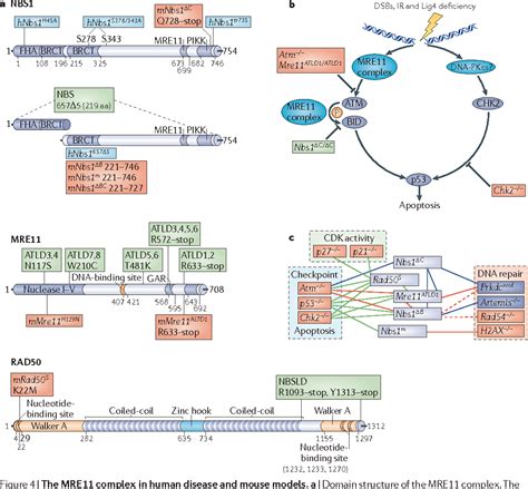 DDR1 gene | Semantic Scholar