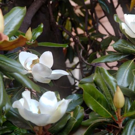 Magnolias Archives Humphris Nursery