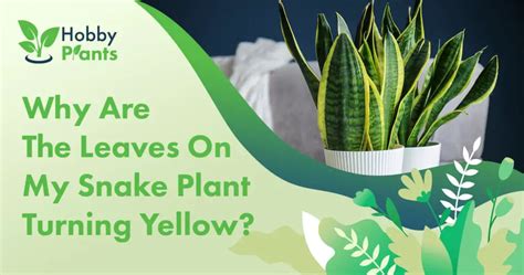 How to Repot A Snake Plant? [STEP BY STEP GUIDE]
