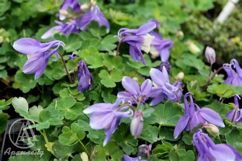 Купить Аквилегия вееровидная "Камео Блю энд Уайт" (Aquilegia flabellata ...