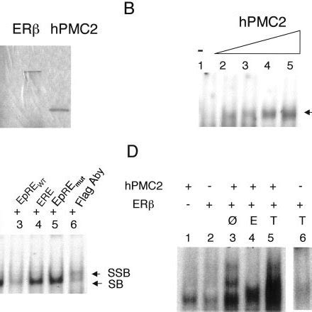 Yeast genetic screenings. UAS, upstream-activating sequence. | Download ...