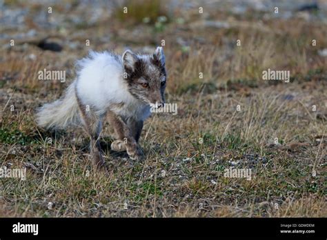 running arctic fox  summer coat stock photo alamy