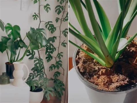 Garden News: Latest & Breaking Garden Headlines and Today's News ...