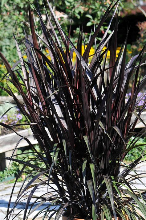 Pennisetum Purpureum Prince Ornamental Napier Grass Good in | Etsy