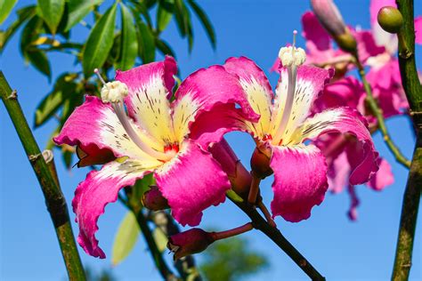 silk floss tree south africa  vivian nelson blog