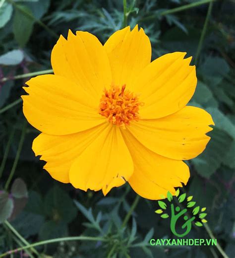 hoa sao nhai cay xanh dep