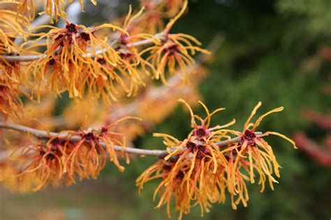 Hamamelis X Intermedia Jelena Pnw Garden Garden Trees Winter Garden