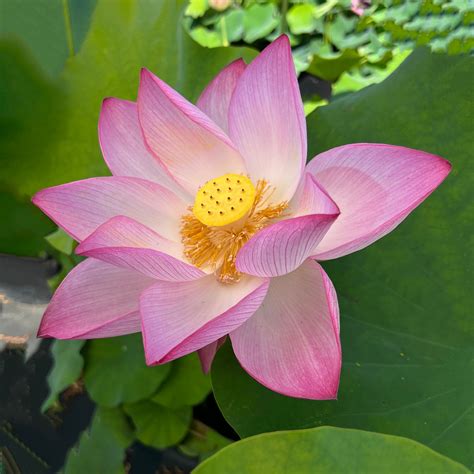 what does a lotus flower represent 8