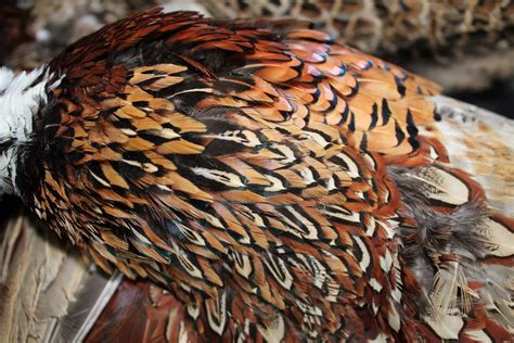 Dangling by a Thread: Pheasant feathers