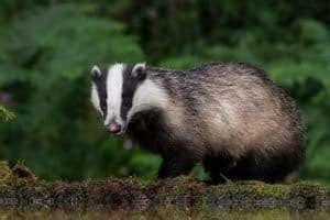 Badger Vs Wolverine Differences Wildlife Informer