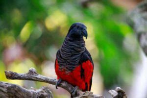 Dracula Parrot: Pictures, Personality, Food & Care Guide | Hepper Pet ...