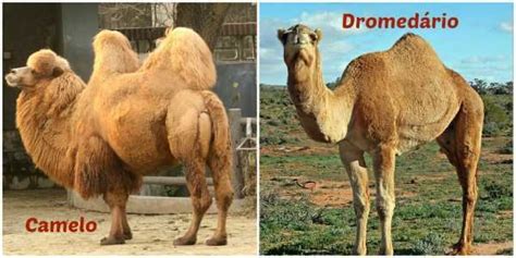 Diferença Camelo E Dromedário - Dromedalho ou Dromedário: Qual O Certo? | Mundo Ecologia