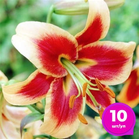 Лилия-ГИГАНТ Red Morning 10 шт/уп - купить луковицы и клубни в Украине ...
