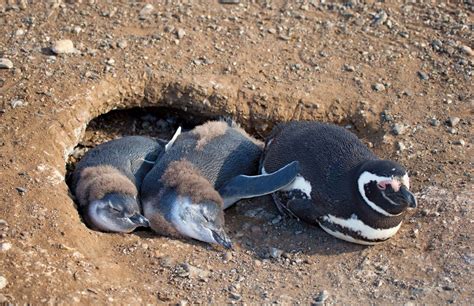 Magellanic Penguin Size Adaptations And Facts Britannica