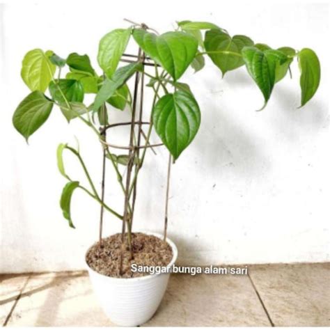 promo tanaman sirih hijau daun herbal sirih hijau pot puti diskon