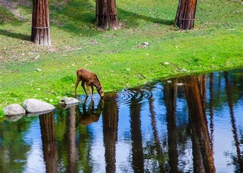 Premium Photo A Deer Drinking Water From A Pond In The Woods