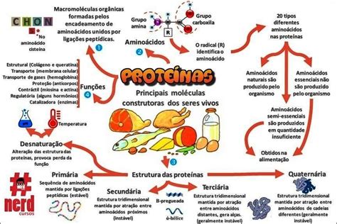 Qual A Função Da Proteina - Mapas Mentais sobre PROTEINAS - Study Maps
