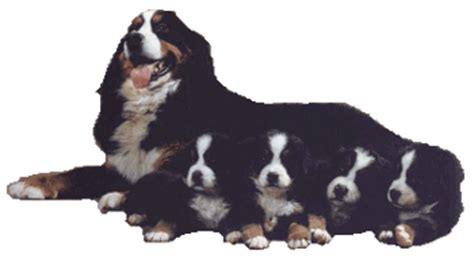 Kennel Malpieheide - Entlebucher Sennenhond - Tollentler