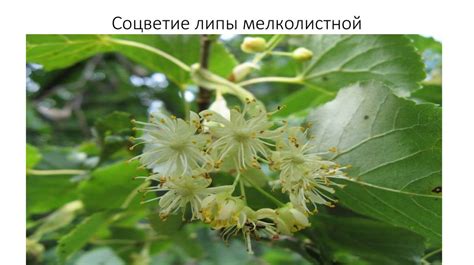 Семейство Липовые (липа) - online presentation