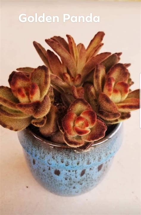 Teddy Bear Plant inch Kalanchoe Tomentosa | Etsy