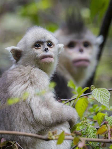 Featured Creature: Black Snub-nosed Monkey | Blog | Nature | PBS