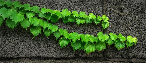 Vines Photos, Download The BEST Free Vines Stock Photos & HD Images
