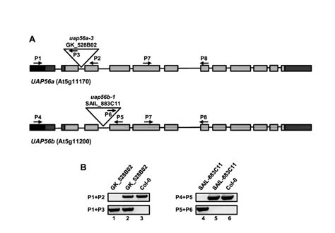 T Dna Insertion