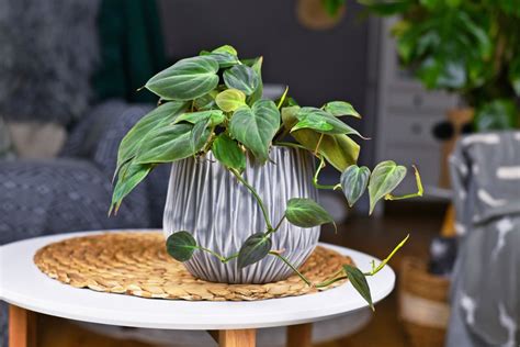 Philodendron Micans A Complete Growth And Plant Care Guide