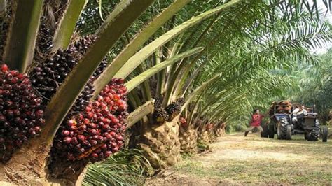 Juta Hektare Hutan Akan Dialihkan Jadi Lahan Sawit