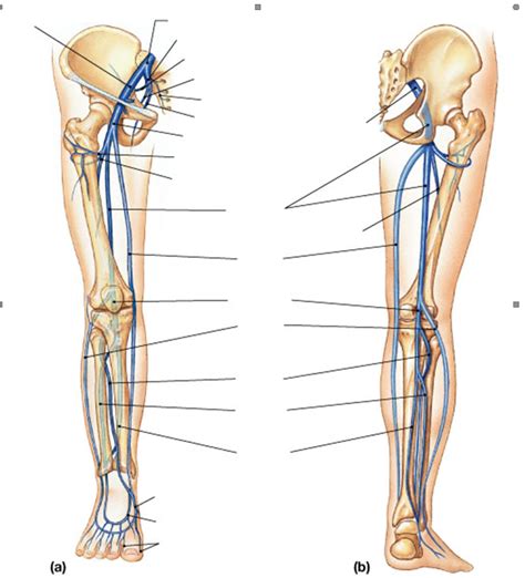 Veins Draining The Lower Limbs Diagram Quizlet